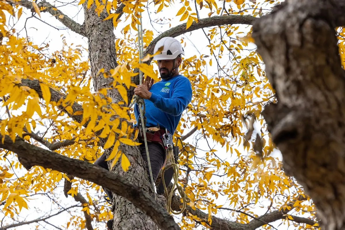 Skilled Tree Pruning crew working in Nortonville